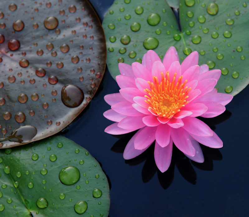 Lotosblume und Lotosblätter auf einem See